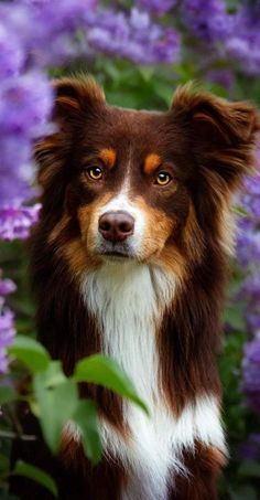 a brown and white dog standing in front of purple flowers with its eyes wide open