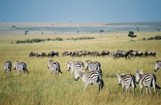 a herd of zebras and wildebeest grazing in the grass on an open plain