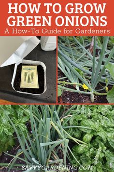 how to grow green onions in the garden with text overlay that reads, how to grow