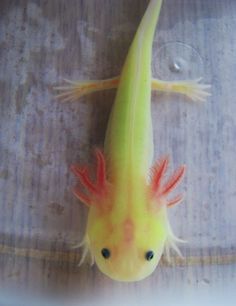 a yellow and red fish with long legs