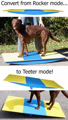 a dog standing on top of a blue and yellow surfboard with the caption, convert from rockerer mode to teeter mode