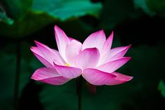 a pink lotus flower sitting on top of a green leaf