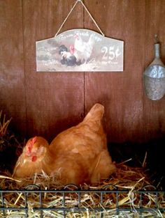 a chicken laying on top of hay next to a wooden wall with a clock hanging from it's side