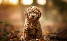 a small brown dog sitting on top of leaves in the middle of a forest filled with trees