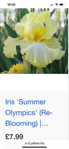 a yellow flower with the words iris's summer olympics re blooming $ 79 99