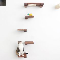 a cat sitting on top of wooden shelves in front of a white wall with pictures