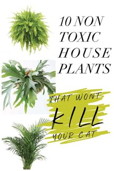 various types of house plants that won't kill you at least one plant is green