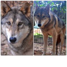 two wolfs are standing next to each other in a caged area and one is looking at the camera