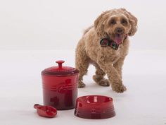 a brown dog standing next to a red container