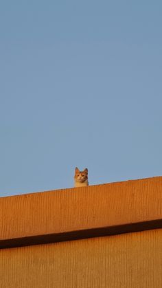 a cat that is sitting on top of a building