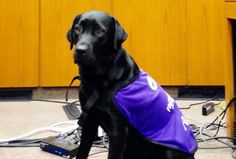 a black dog wearing a purple vest sitting on the floor in front of a desk