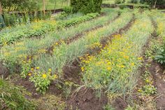 the garden is full of flowers and plants in it's beds, along with some trees