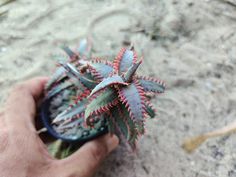 a person is holding a small plant in their hand on the ground with sand and water behind them