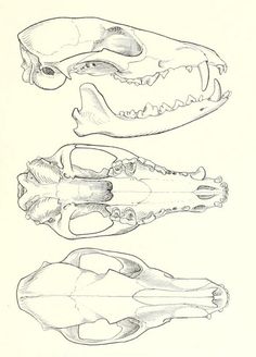 three different types of alligators are shown in this drawing