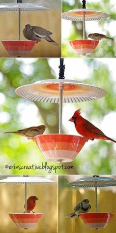 four pictures of birds sitting on feeders in the same place, one is red and one is grey