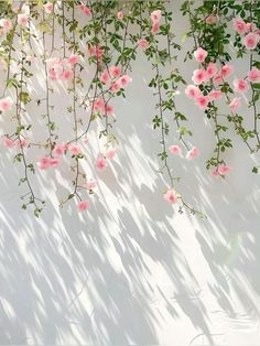 pink flowers growing on the side of a white wall with long green vines hanging from it