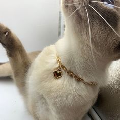 a white cat wearing a gold chain bracelet with a heart charm on it's collar