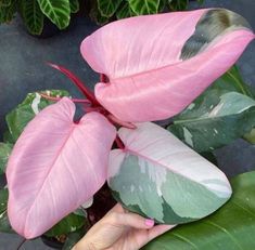 a pink flower with green leaves on it