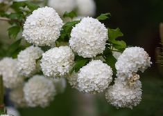 white flowers are blooming on a tree branch