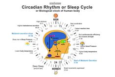 Biohacking Health, Bio Hacking Diet, Brain Hormones, Internal Capsule Brain, Biofeedback What Is, High Testosterone, Limbic System, Brain Tricks, Cortisol Levels