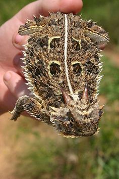 a close up of a person holding a small animal in their hand with grass in the background