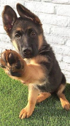 a german shepherd puppy sitting on the grass with its paw in the air and looking at the camera