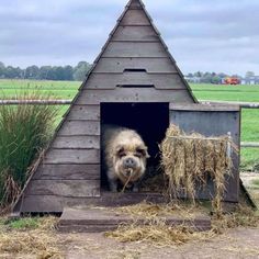 a dog is sticking its head out of a small wooden structure with hay in it