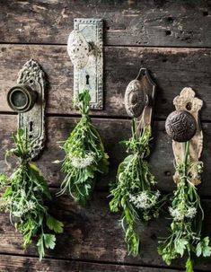 herbs are hanging on the wall next to an antique door knob and drawer pull handle