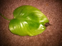 a green leaf laying on top of a brown carpet