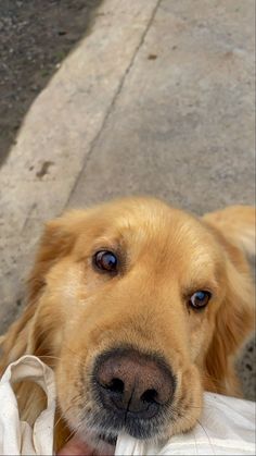 a close up of a dog holding something in it's mouth and looking at the camera