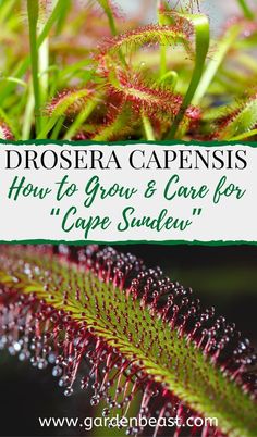 an image of some plants with the title how to grow and care for cape sundew