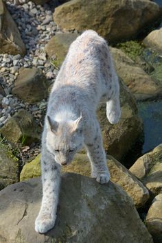 a cat standing on top of a rock next to water