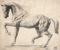 a drawing of a horse running with muscles visible in it's back legs and neck