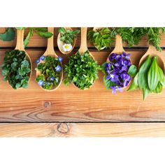 several spoons filled with different types of plants