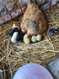 a chicken laying on top of hay next to two baby chicks