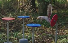 a white bird flying over three blue and red pedestals in the woods with trees behind it