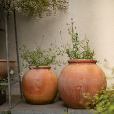 three vases with plants in them sitting on the ground next to a wall and steps