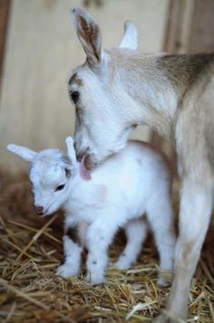 a baby goat standing next to an adult sheep on top of dry grass in a barn