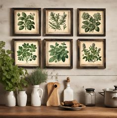 four framed botanical prints hang on the wall above a kitchen counter with pots and pans