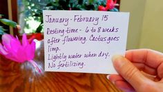 a hand holding up a piece of paper that says january - february 15, resting time 6 to 8 weeks after flowering