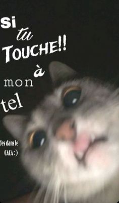 a close up of a cat with the caption'si tu touche, mon steel '