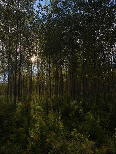 the sun is shining through the trees in the woods