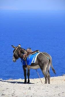 a donkey standing on top of a sandy beach next to the ocean and blue water