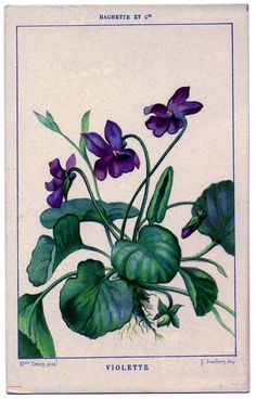 an illustration of purple flowers and green leaves