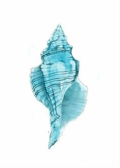 a blue sea shell on a white background