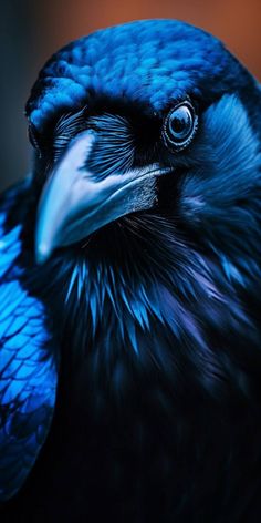 a black and blue bird with an intense look on it's face