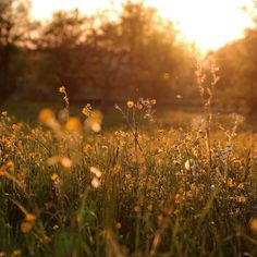 the sun shines brightly behind some wildflowers in a grassy field at sunset