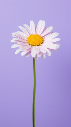 a single white and yellow flower with water droplets on it's petals against a purple background