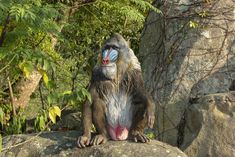 a monkey sitting on top of a large rock next to some bushes and trees in the background