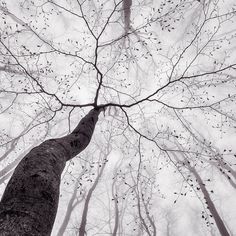 black and white photograph of tall trees in the woods with no leaves on them, looking up into the sky